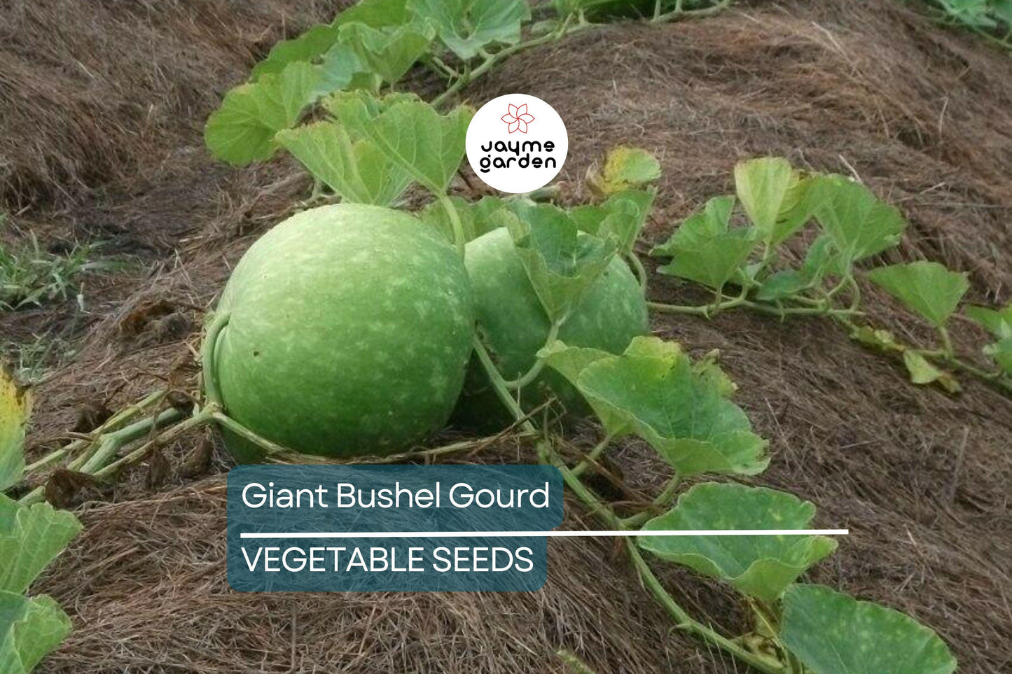 15 Giant Bushel Gourd Seeds - Up to 100 lbs! - Non-GMO Heirloom - Basket & Craft Gourd - US Seller