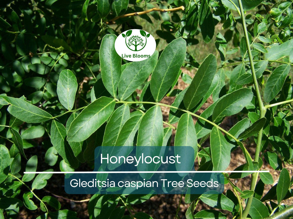10 Honeylocust Tree Seeds (Gleditsia caspian) | Fast-Growing, Hardy Tree | Ideal for Shade, Landscaping, & Fast-Green Cover