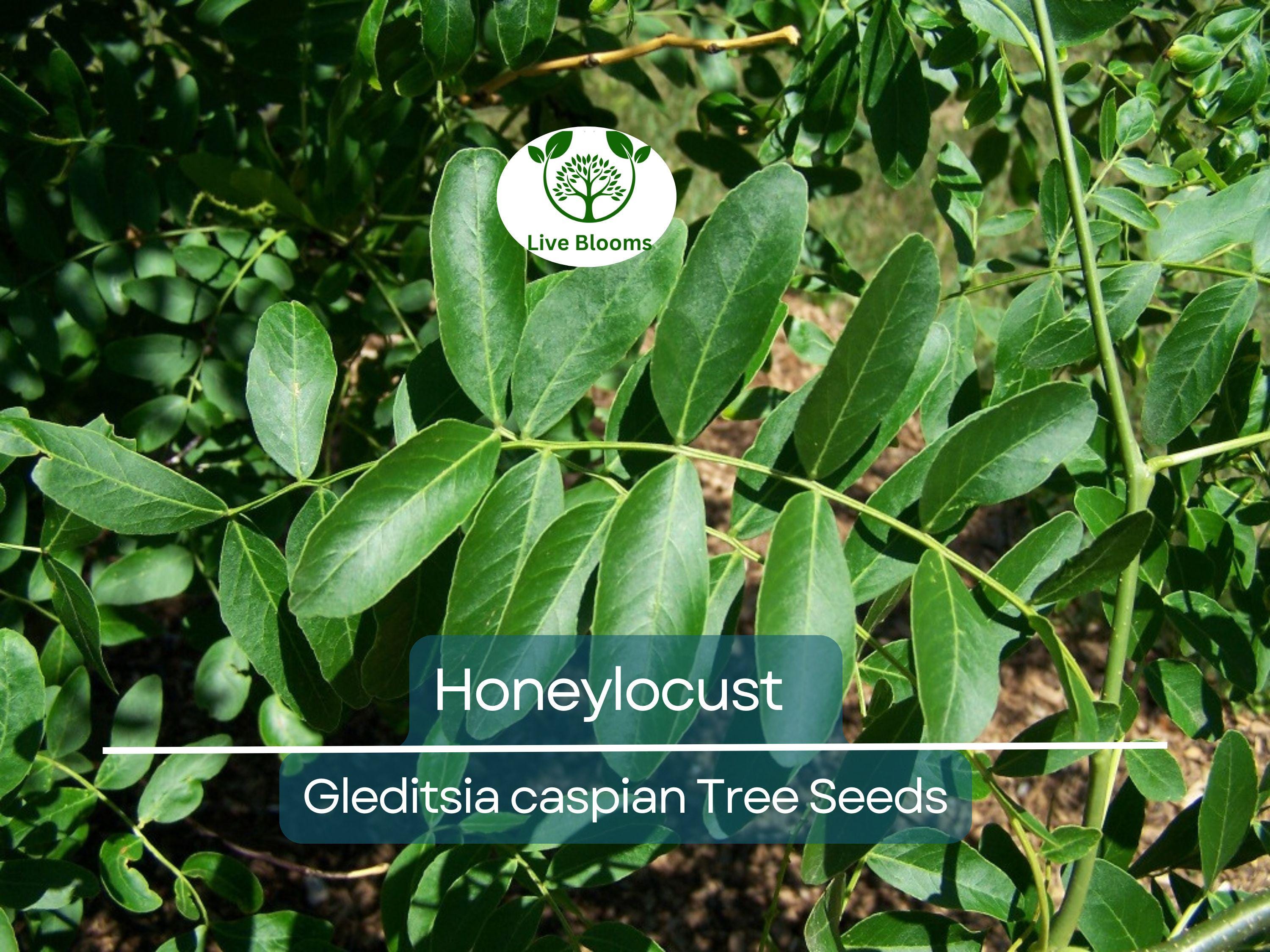 10 Honeylocust Tree Seeds (Gleditsia caspian) | Fast-Growing, Hardy Tree | Ideal for Shade, Landscaping, & Fast-Green Cover