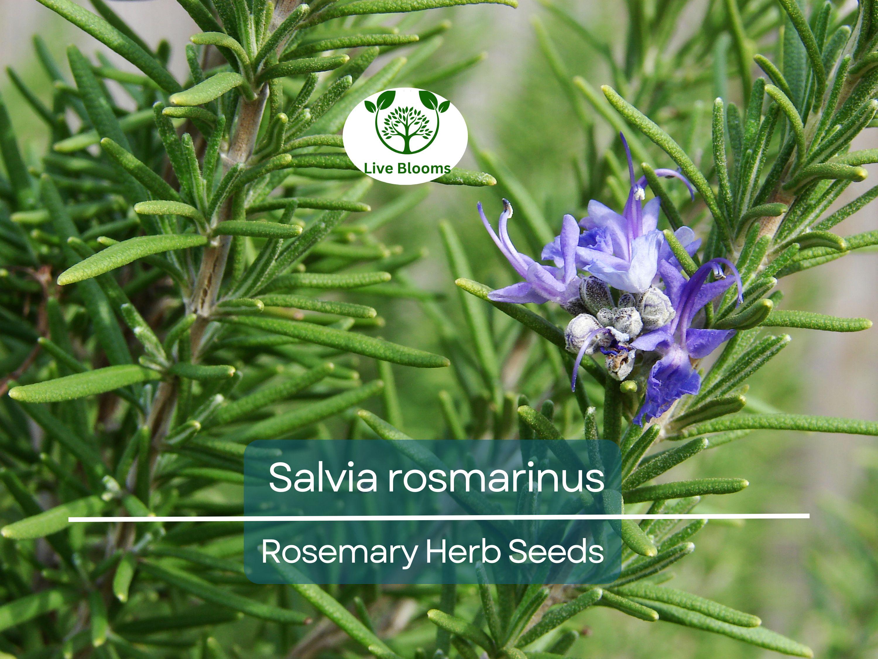 100 mg Seeds Rosemary Herb – Salvia rosmarinus for Planting | Aromatic Culinary for Home Gardens