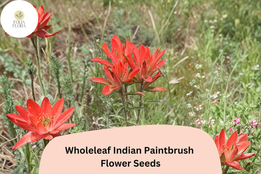 300 Castilleja integra Seeds | Wholeleaf Indian Paintbrush | Native Red Wildflower for Meadow & Pollinator Gardens