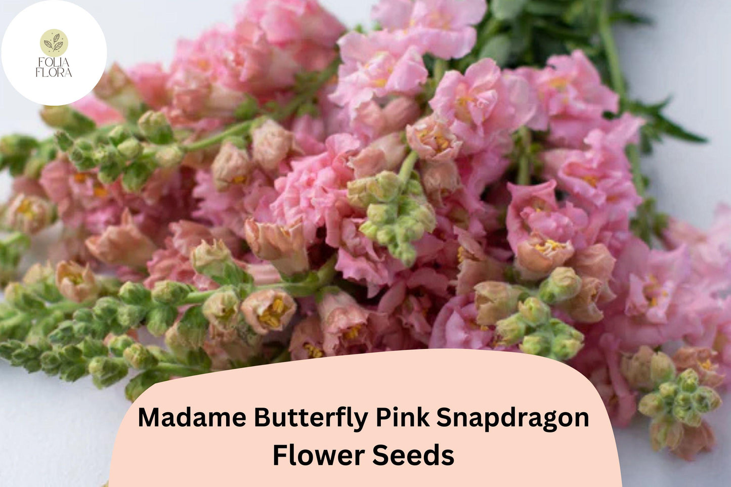 Antirrhinum majus Madame Butterfly Pink Snapdragon Seeds – 1000+ Ruffled Blooms for Garden & Cut Flowers