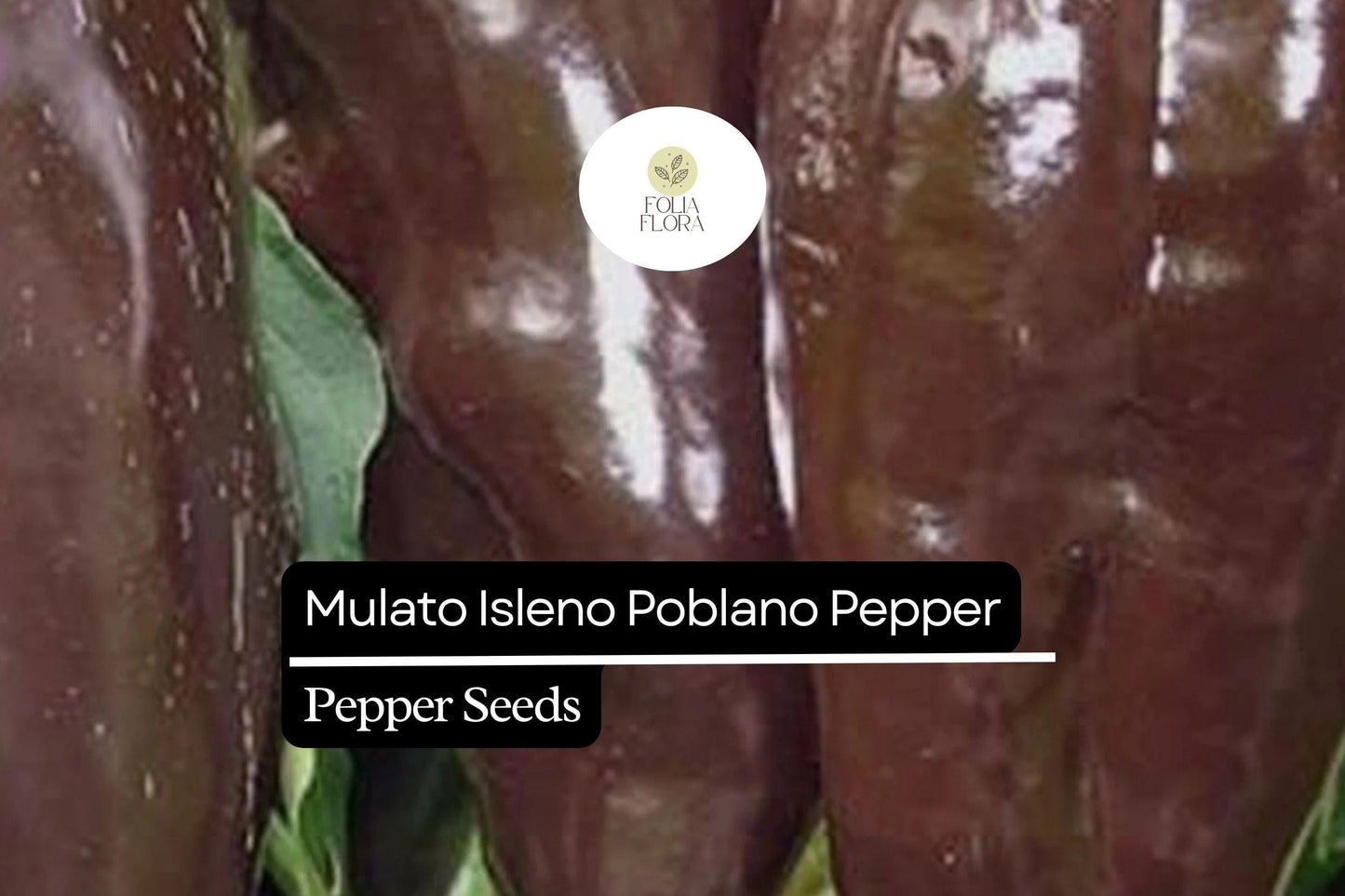 10 Seeds Mulato Isleno Poblano Pepper, Capsicum Annuum, Mild Chili Pepper Variety