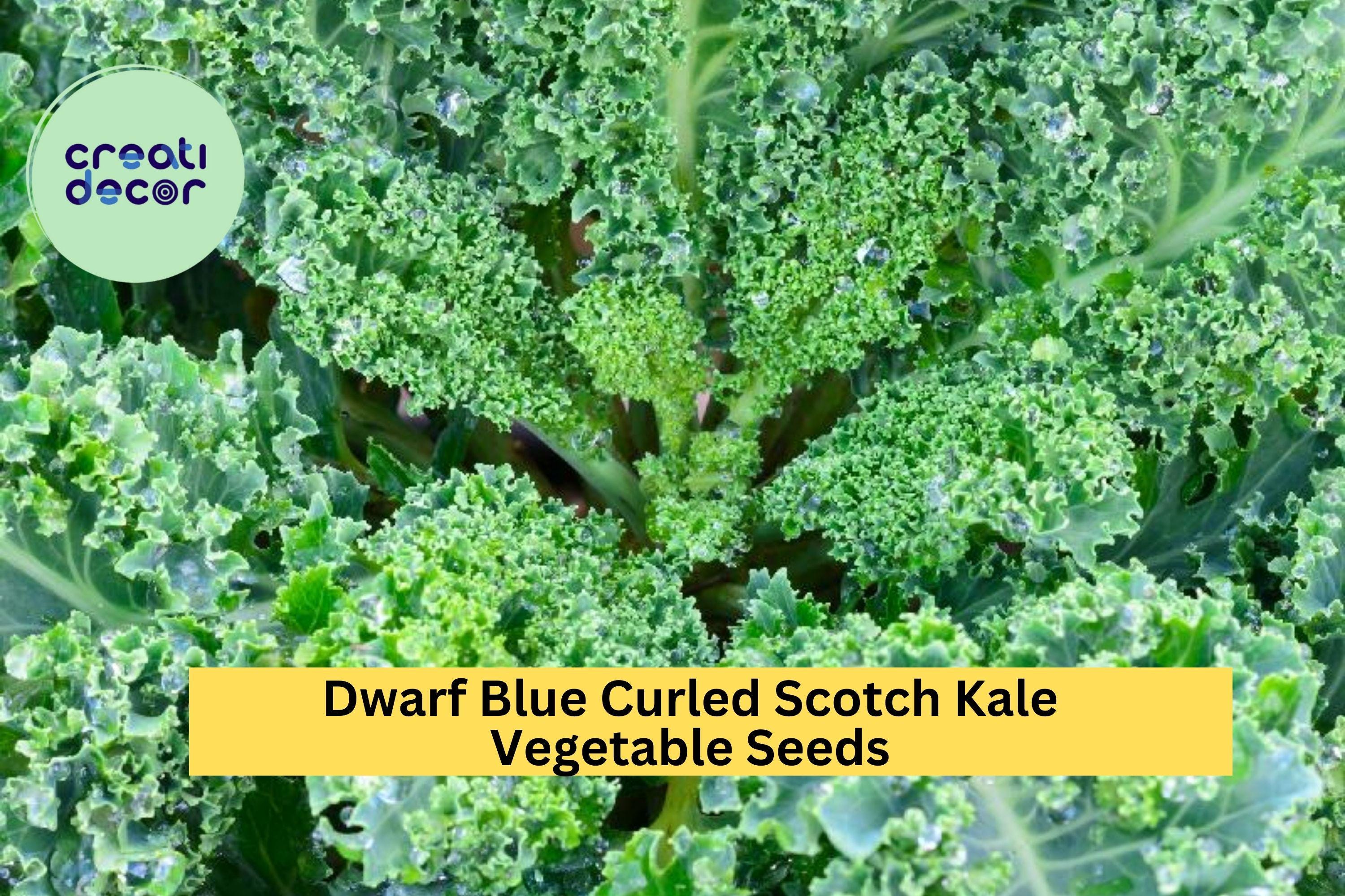 3pcs of 1g Dwarf Blue Curled Scotch Kale Seeds – Cold Hardy Leafy Green for Cooking, Juicing & Garden Growing Seeds for Planting