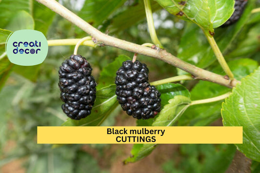 10 Organic Black Mulberry Cuttings | Unrooted Stems for Rooting | Sweet Fruit Tree Starter | Morus Nigra | Home Orchard