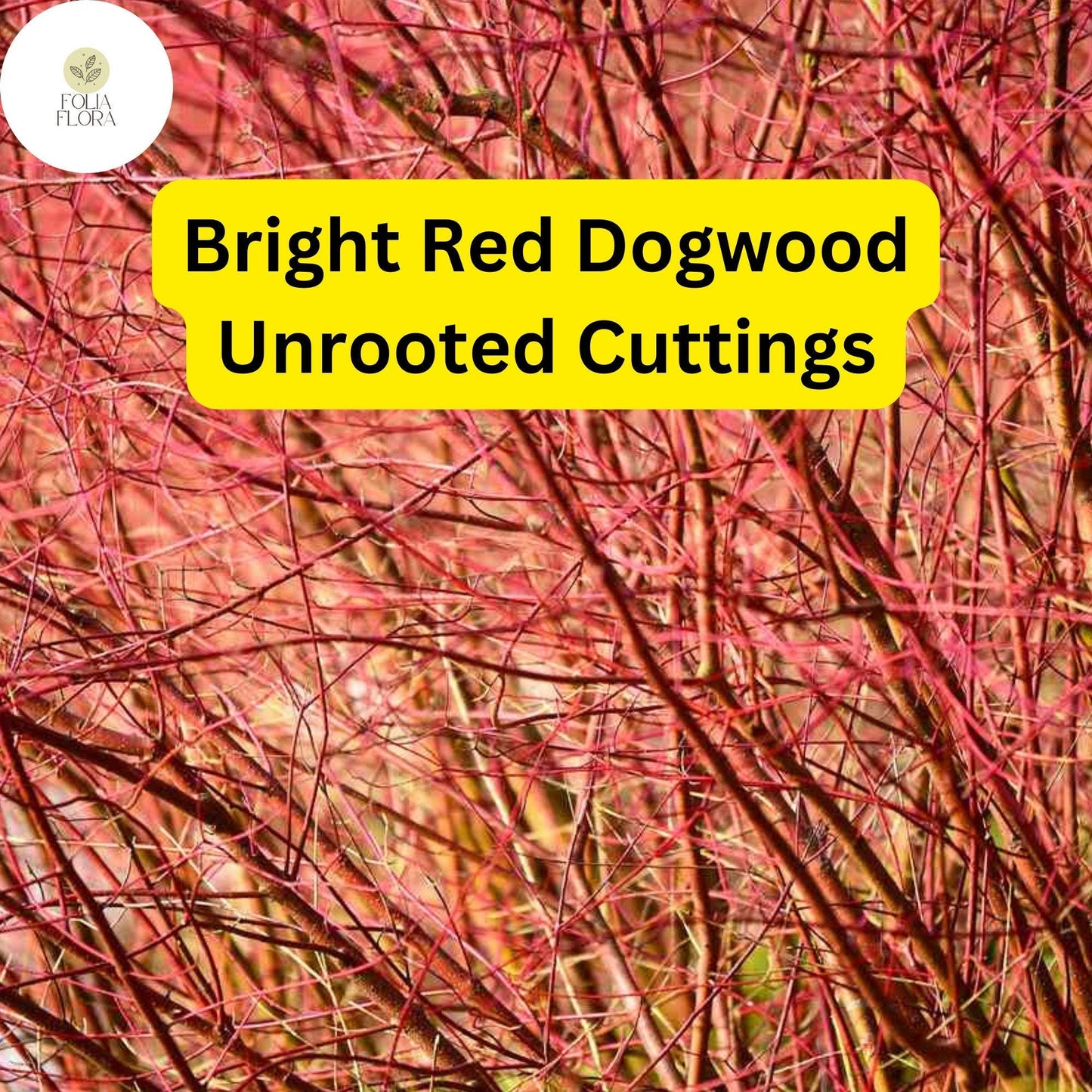 Bright Red Dogwood Unrooted Cuttings, Cornus sericea, Hardy Shrub with Vibrant Red Stems