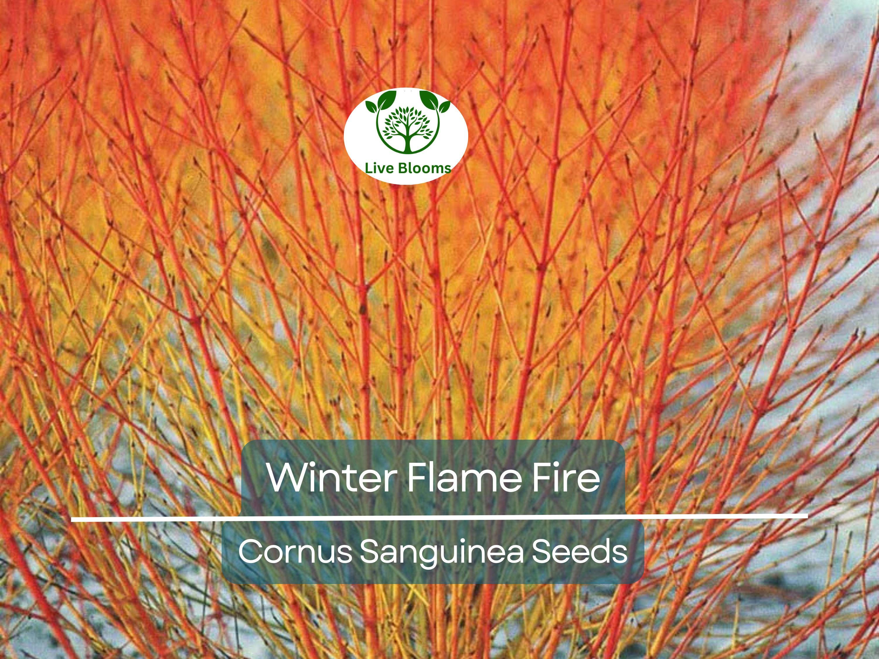 40 Winter Flame Fire Bush Seeds | Bloodtwig Red Dogwood (Cornus Sanguinea) | Vibrant Red Stems, Perfect for Hedges & Winter Landscaping