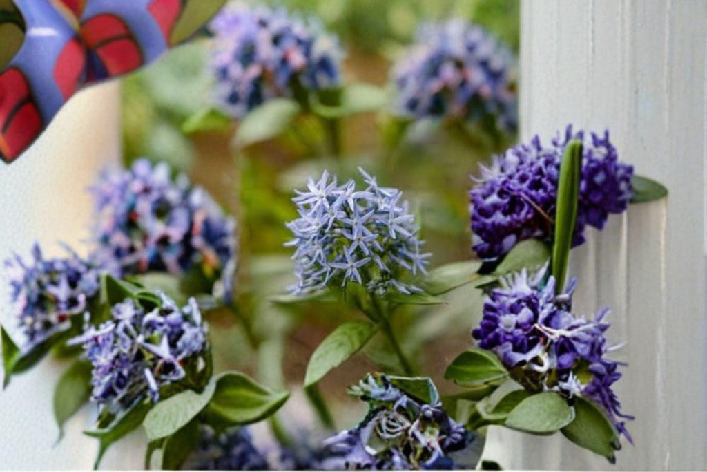 Eastern Bluestar – Amsonia tabernaemontana, Native Perennial Wildflower | Soft Blue Spring Blooms (10 Seeds)
