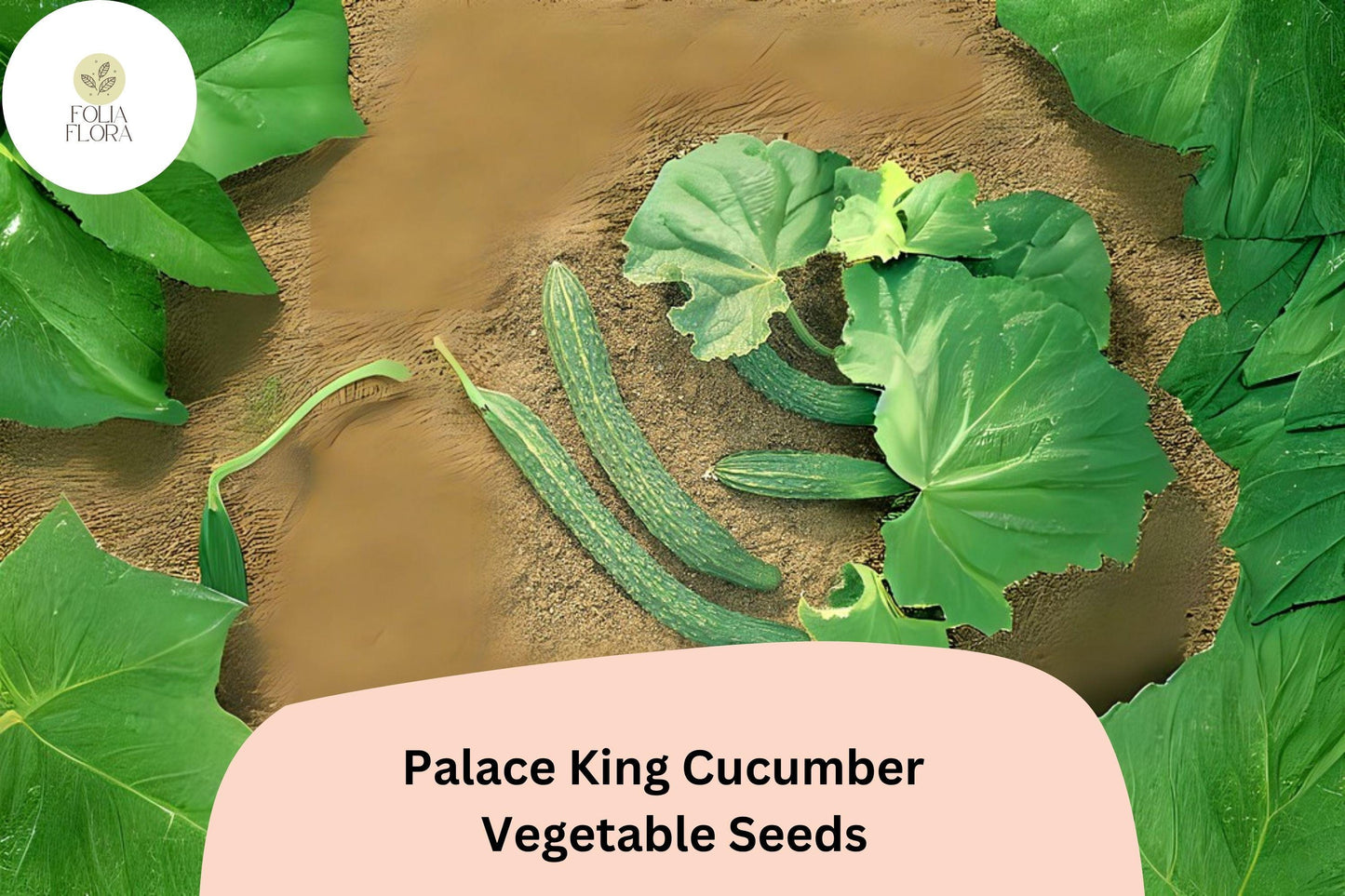 25 Palace King Cucumber Seeds | Easy Grow Hybrid | Home Garden Favorite | High Yield and Fast Growing
