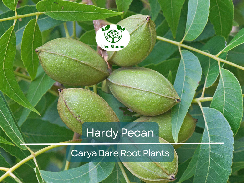 2 Hardy Pecan Tree Seedlings – 12–16” Live Bare Root Plants – Nut-Bearing Shade Trees for Orchards or Large Yards