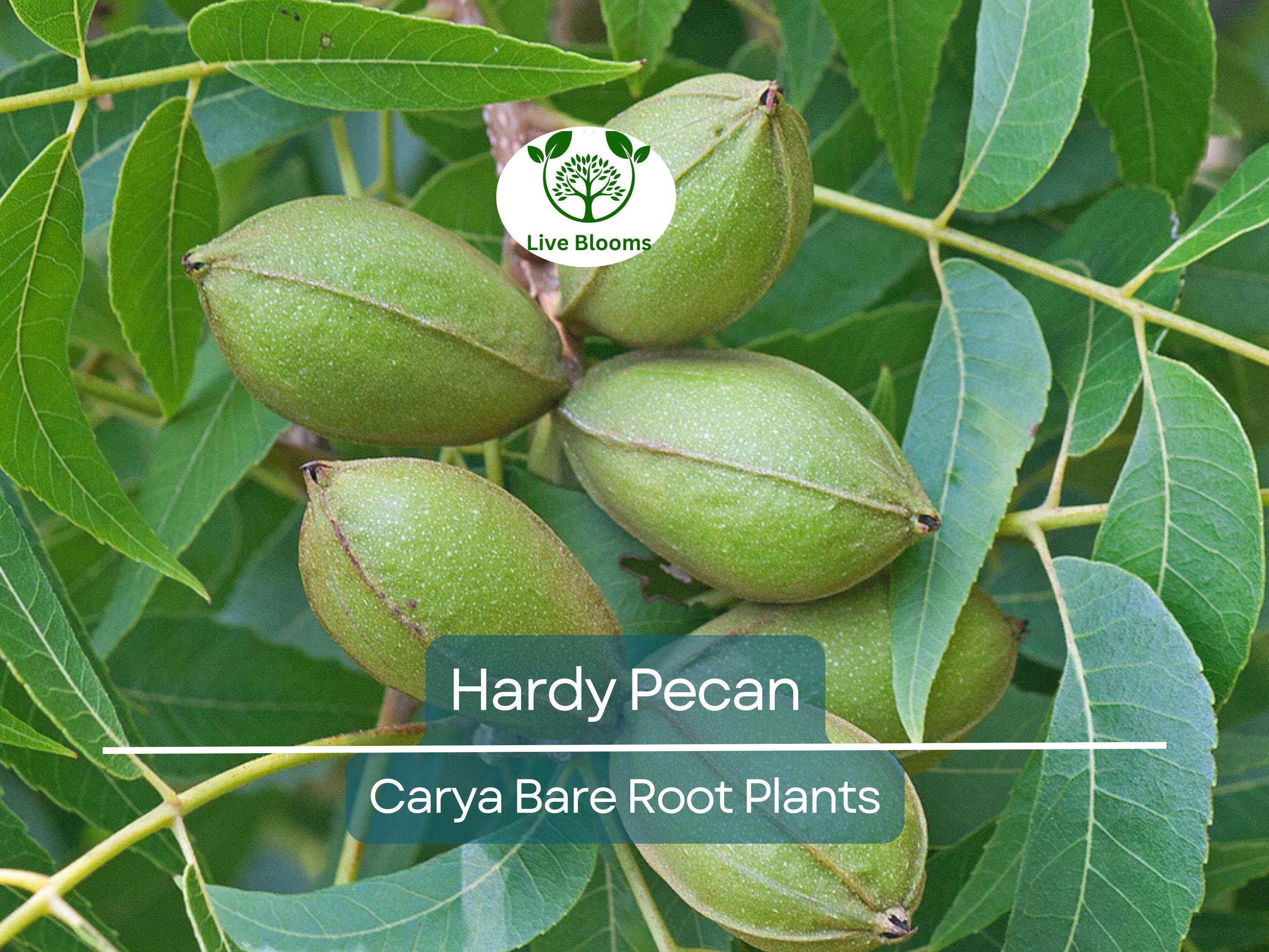 2 Hardy Pecan Tree Seedlings – 12–16” Live Bare Root Plants – Nut-Bearing Shade Trees for Orchards or Large Yards