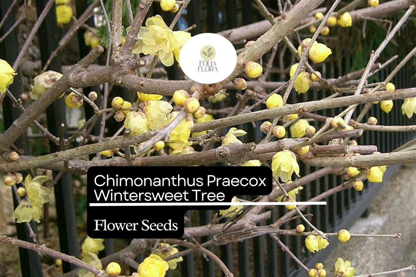 10 Seeds Chimonanthus Praecox Wintersweet Tree | Fragrant Heirloom Shrub | Hardy, Ornamental & Winter-Blooming