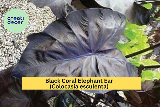 Black Coral Elephant Ear – Colocasia esculenta – Live Small Rooted Starter Plant, Tropical Perennial for Garden or Patio
