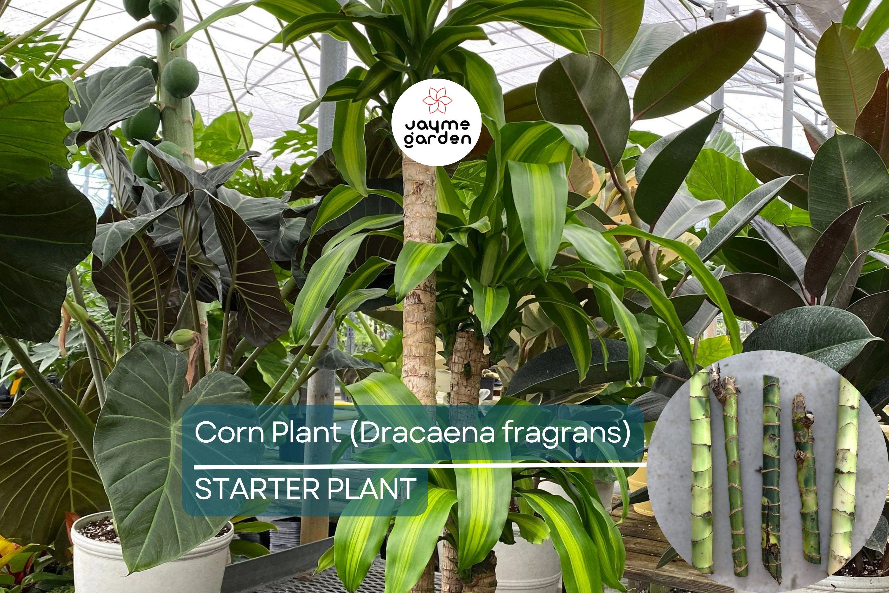 Corn Plant Cutting (Dracaena fragrans) 6″ | Tropical Indoor Houseplant Easy Care & Air-Purifying