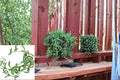 String of Bananas 6 Cuttings 3-4" (Curio radicans) Trailing Succulent