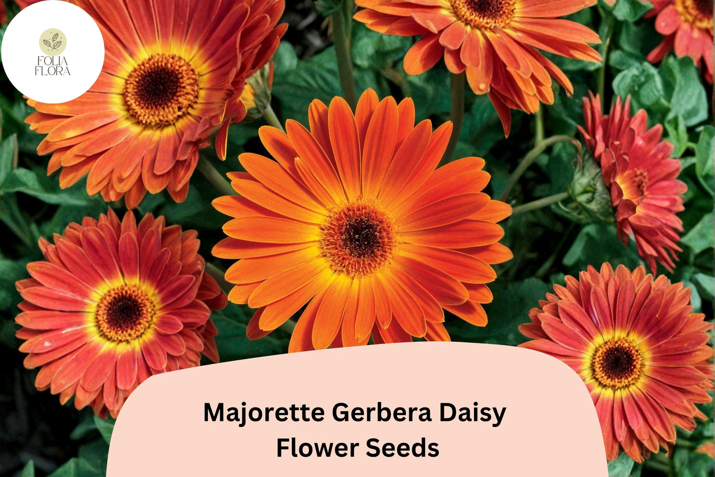 200+ Majorette Gerbera Daisy Seeds | Gerbera jamesonii | Bright Cut Flowers for Garden