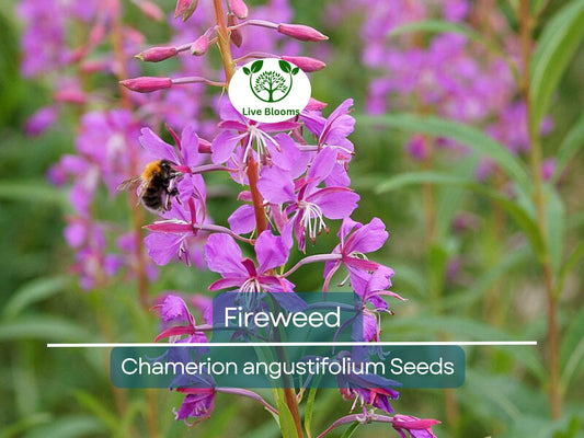 500 Fireweed Seeds | Rosebay (Chamerion angustifolium) | Perennial Herb Flower | Bulk, Wildflower, Pollinator, Native Plant