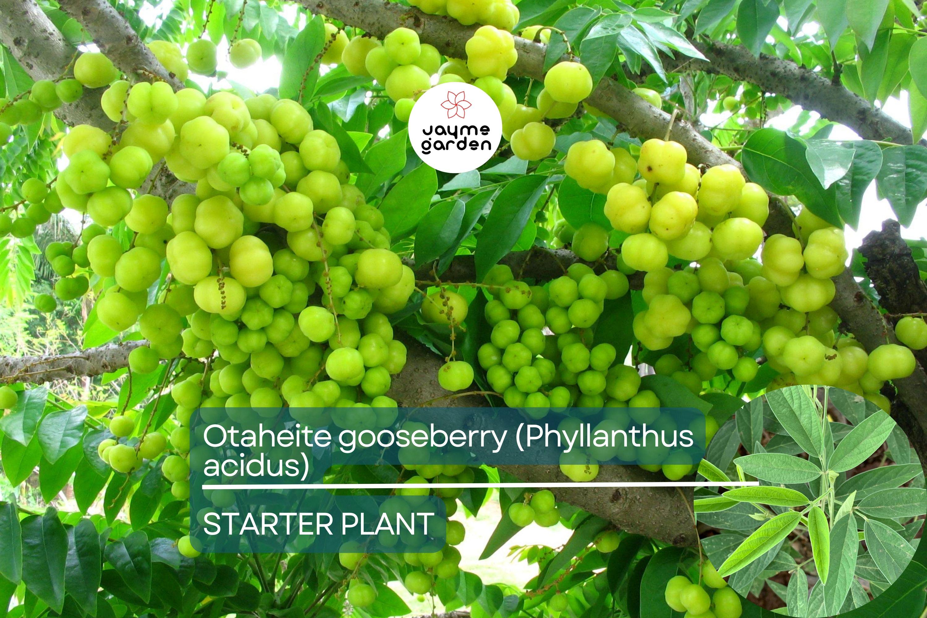 Otaheite Gooseberry Starter Plant - Phyllanthus acidus 1’-2” | Tropical Fruit Tree for Garden