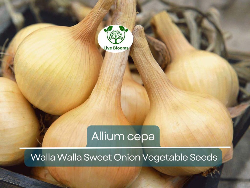 250 mg Seeds Walla Walla Sweet Onion – Allium cepa | Heirloom Sweet Onion for Planting, Gardening & Delicious Harvests