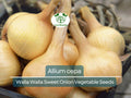 250 mg Seeds Walla Walla Sweet Onion – Allium cepa | Heirloom Sweet Onion for Planting, Gardening & Delicious Harvests