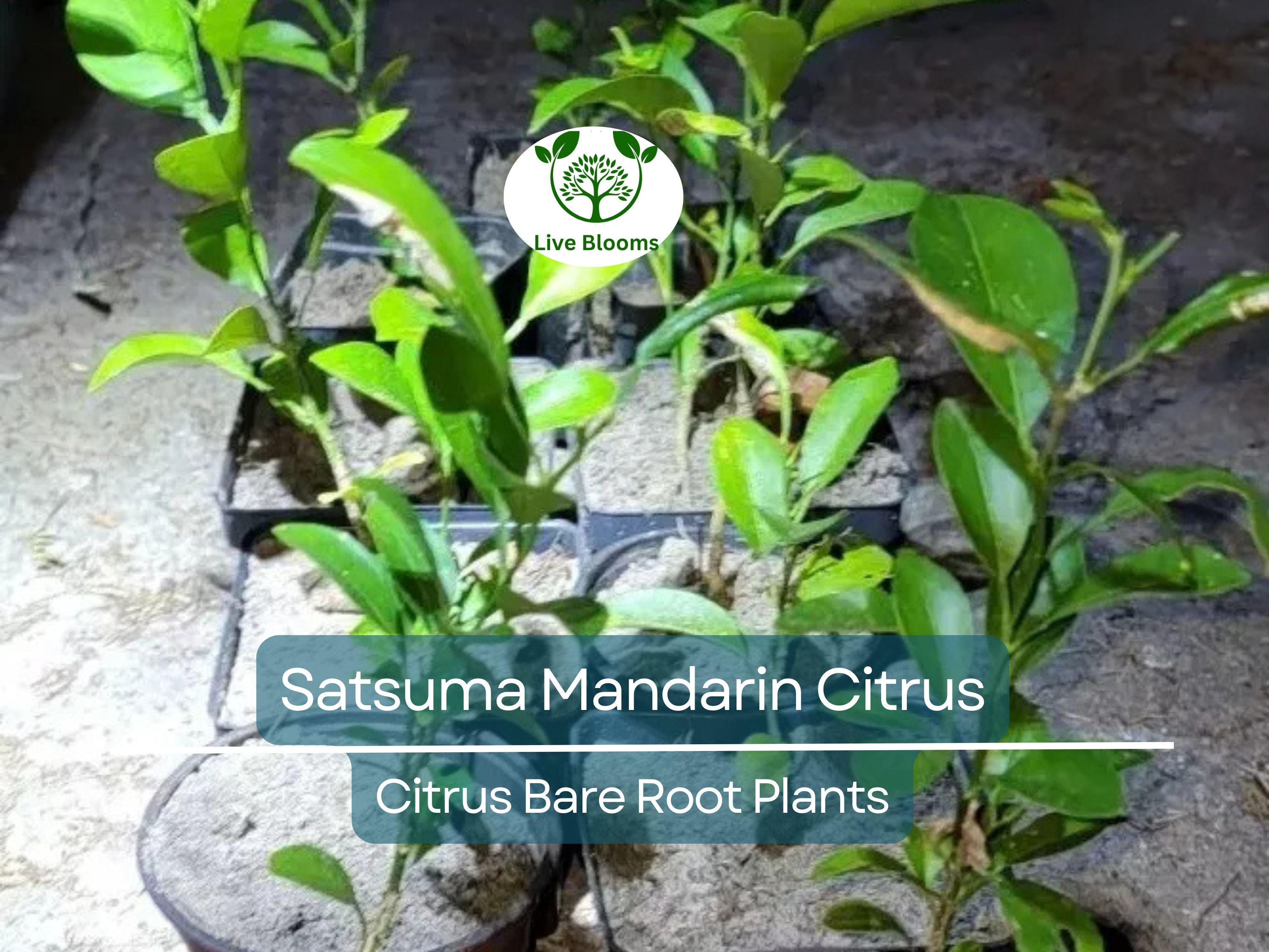 1 Satsuma Mandarin Citrus Tree – 4–10” Live Bare Root Plant – Real Fruit Seedling, Cold Hardy & Sweet, Easy to Grow Indoors/Out