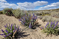 Penstemon acuminatus – Sand Penstemon 50 Seeds | Native Desert Wildflower | Pale Lavender Blooms | Drought-Tolerant Perennial