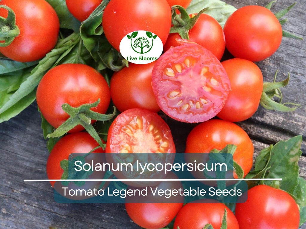 100 mg Seeds Tomato Legend – Solanum lycopersicum Vegetable for Planting | Disease-Resistant, Early-Maturing, Heirloom Variety