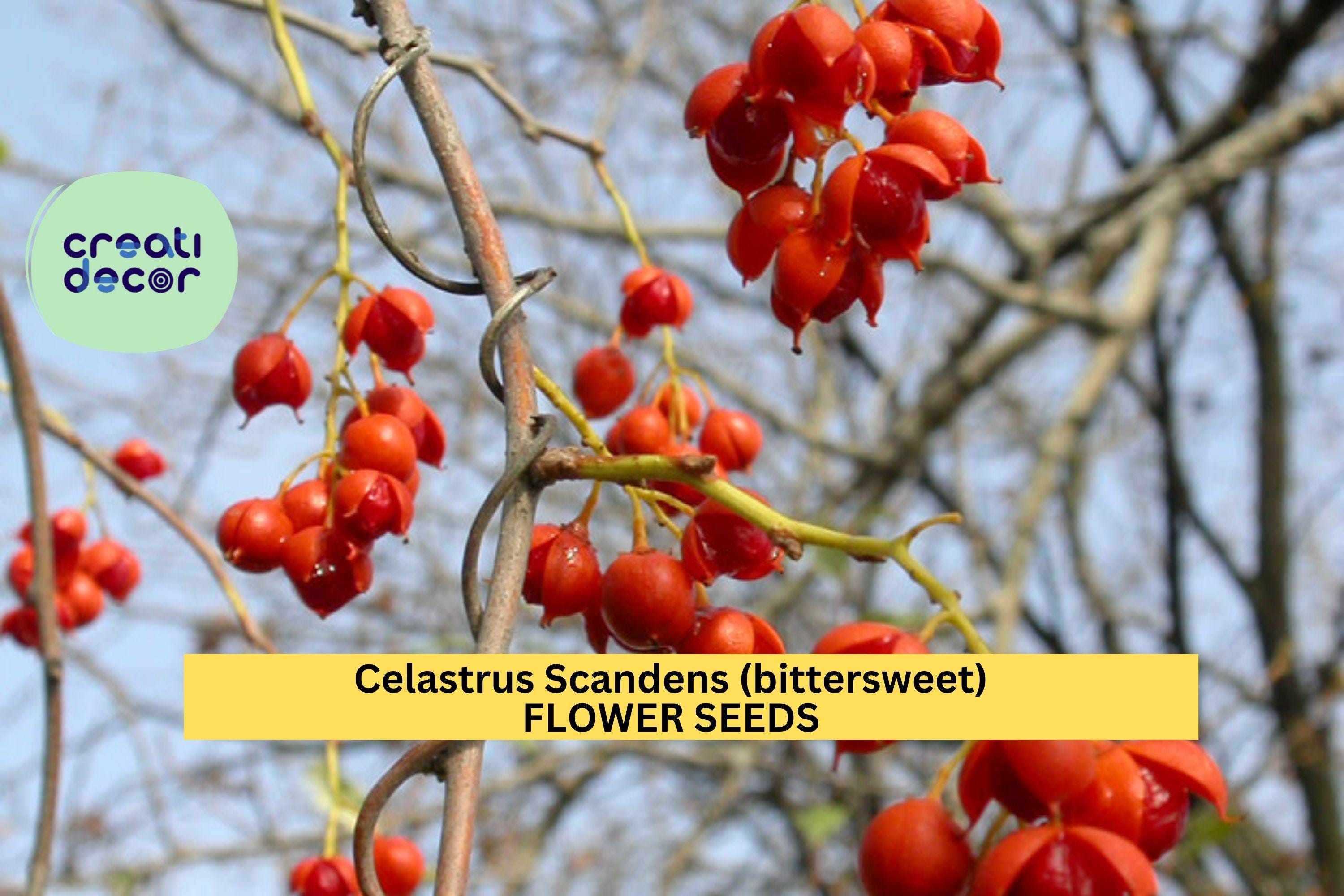 Celastrus scandens 30 SEEDS – American Bittersweet Vine Seeds for Trellises, Fences, or Fall Garden Displays Seeds for Planting