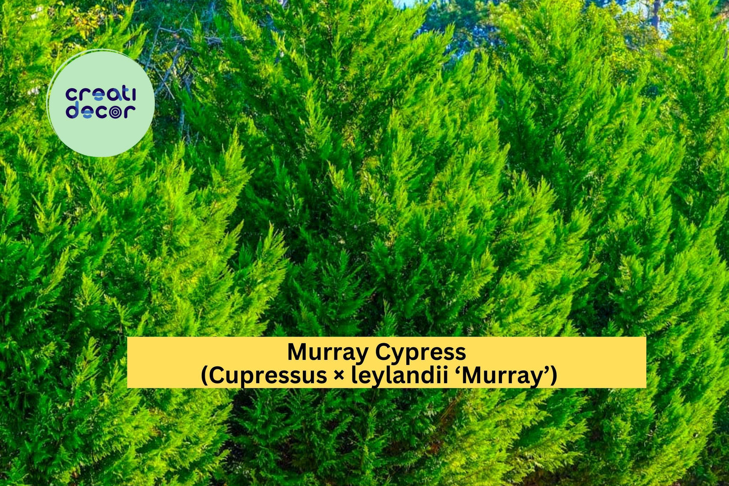 Murray Cypress Trees | Set of 3 Live Bare Root Evergreen Privacy Shrubs | Fast Growing