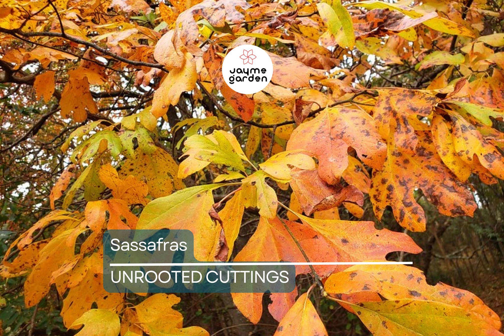8 Sassafras Cuttings | Grow Your Own Tree | Fast Delivery, Easy Rooting, Beautiful Fall Colors