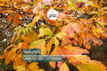 8 Sassafras Cuttings | Grow Your Own Tree | Fast Delivery, Easy Rooting, Beautiful Fall Colors