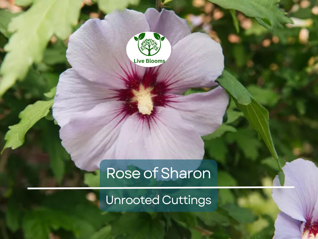 Set of 10 Unrooted Rose of Sharon Cuttings - Mix of White & Purple Hibiscus syriacus - Perfect for Planting, Grafting, and Propagation