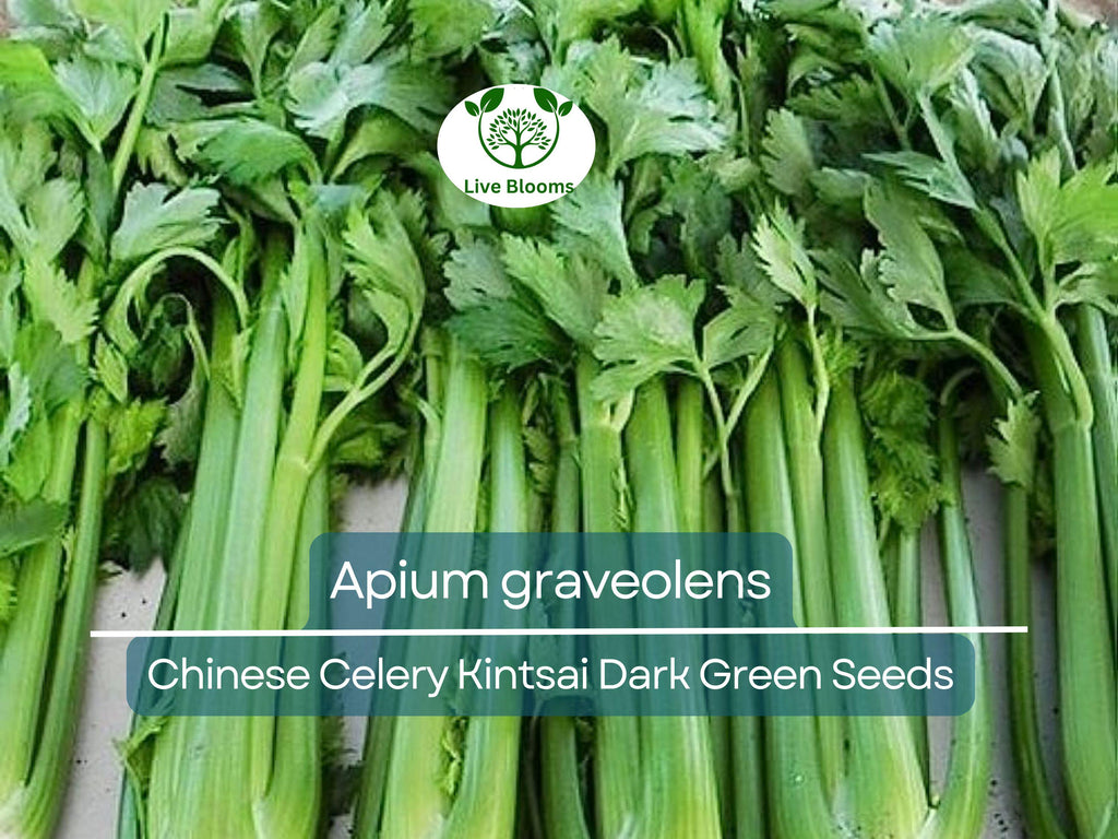 1350 Seeds Chinese Celery Kintsai Dark Green – Apium graveolens | Heirloom Celery for Planting, Gardening & Fresh Culinary Use