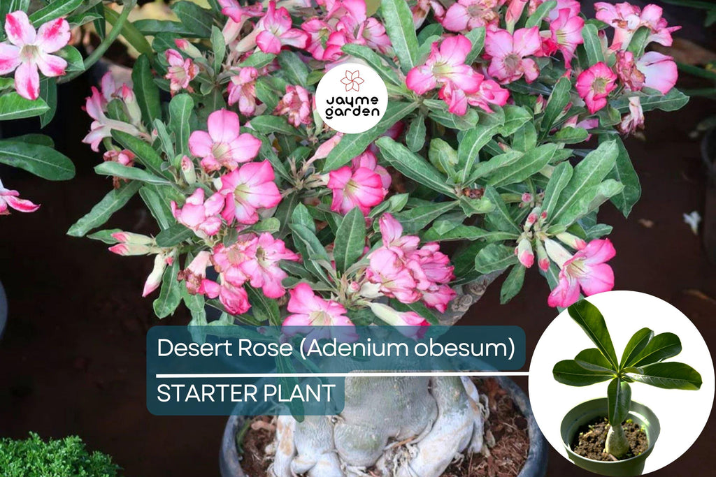 Desert Rose (Adenium obesum) Starter Plant | Unique Bonsai-Like Shape | Beautiful Flowering Indoor/Outdoor Plant
