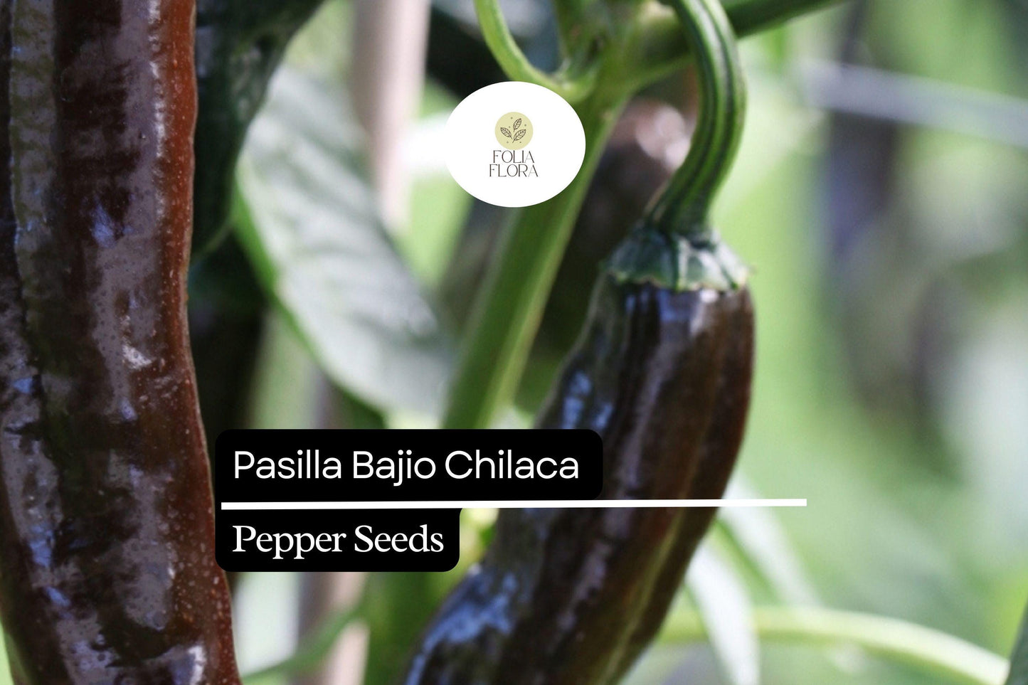 25 Seeds Pasilla Bajio Chilaca Pepper – Capsicum annuum, Mild & Smoky Mexican Chile