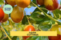 5 Sherwood Jujube Cuttings – Chinese Red Date / Tao Tau / Hong Zao – Unrooted Hardwood for Grafting or Propagation – USA