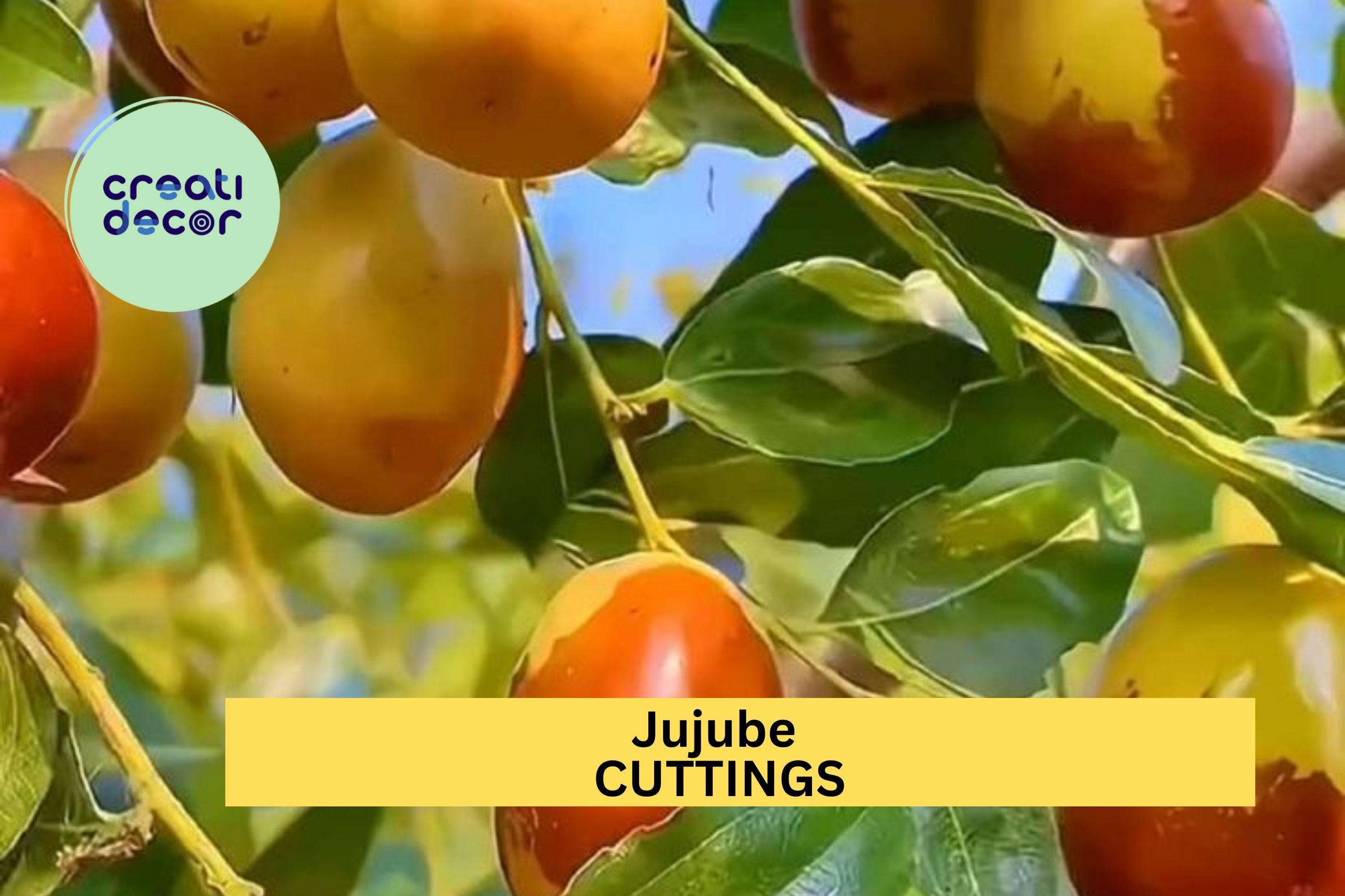 5 Sherwood Jujube Cuttings – Chinese Red Date / Tao Tau / Hong Zao – Unrooted Hardwood for Grafting or Propagation – USA