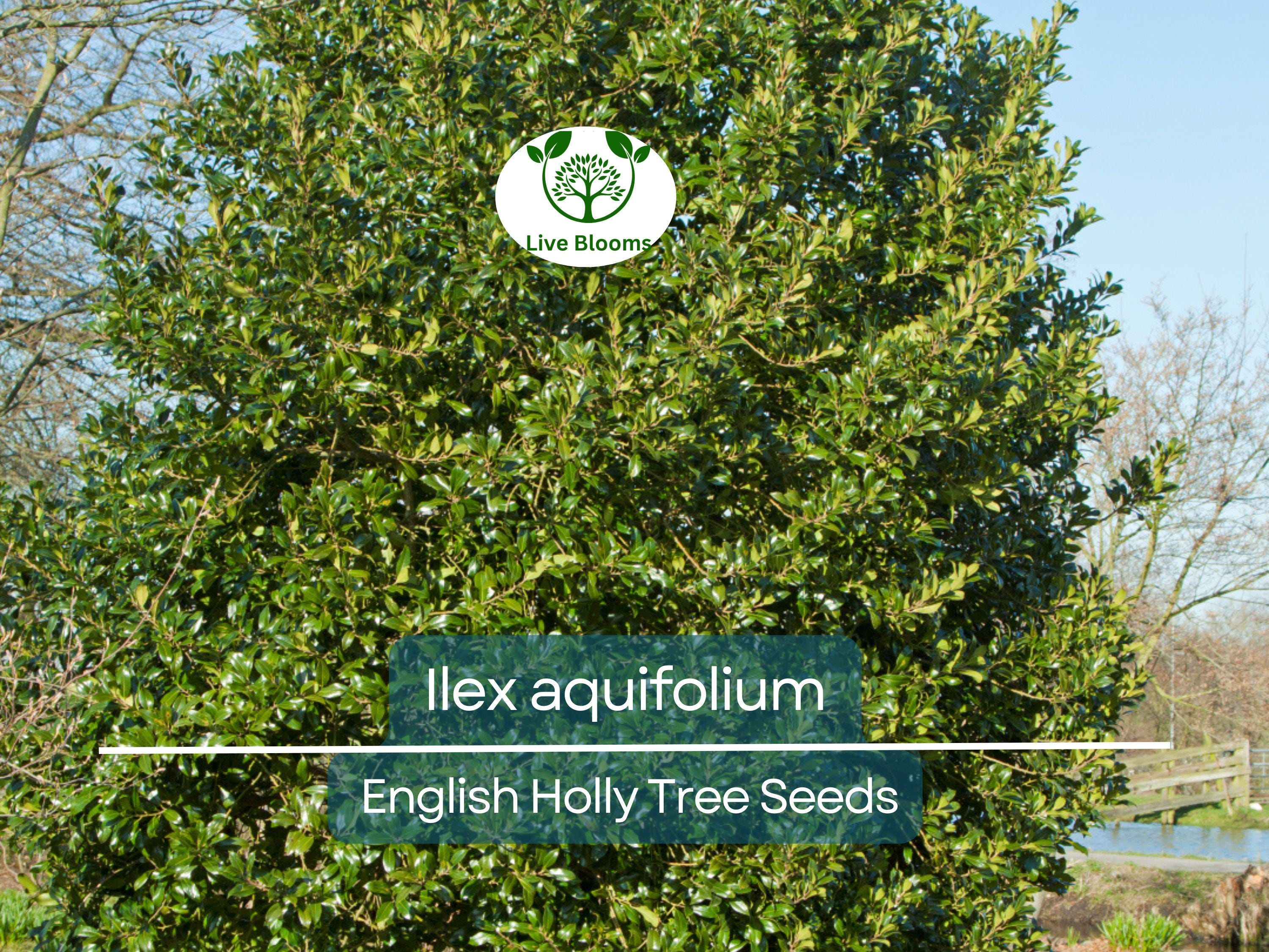 10 Seeds Ilex Aquifolium – English Holly for Planting | Evergreen Shrub for Privacy, Hedges, and Wildlife Gardens