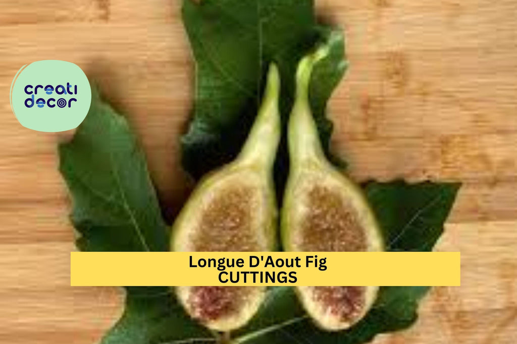 2 Longue D'Aout Fig Cuttings | Rare Ficus Carica Starter Wood | Grow Large Sweet Figs | Fresh Unrooted Fruit Tree Cuttings