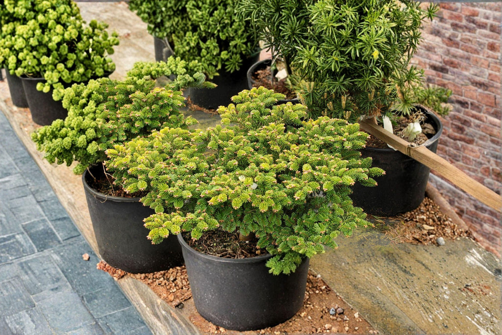 European Silver Fir Seeds – Abies alba, Fragrant Evergreen Conifer (10 Seeds)