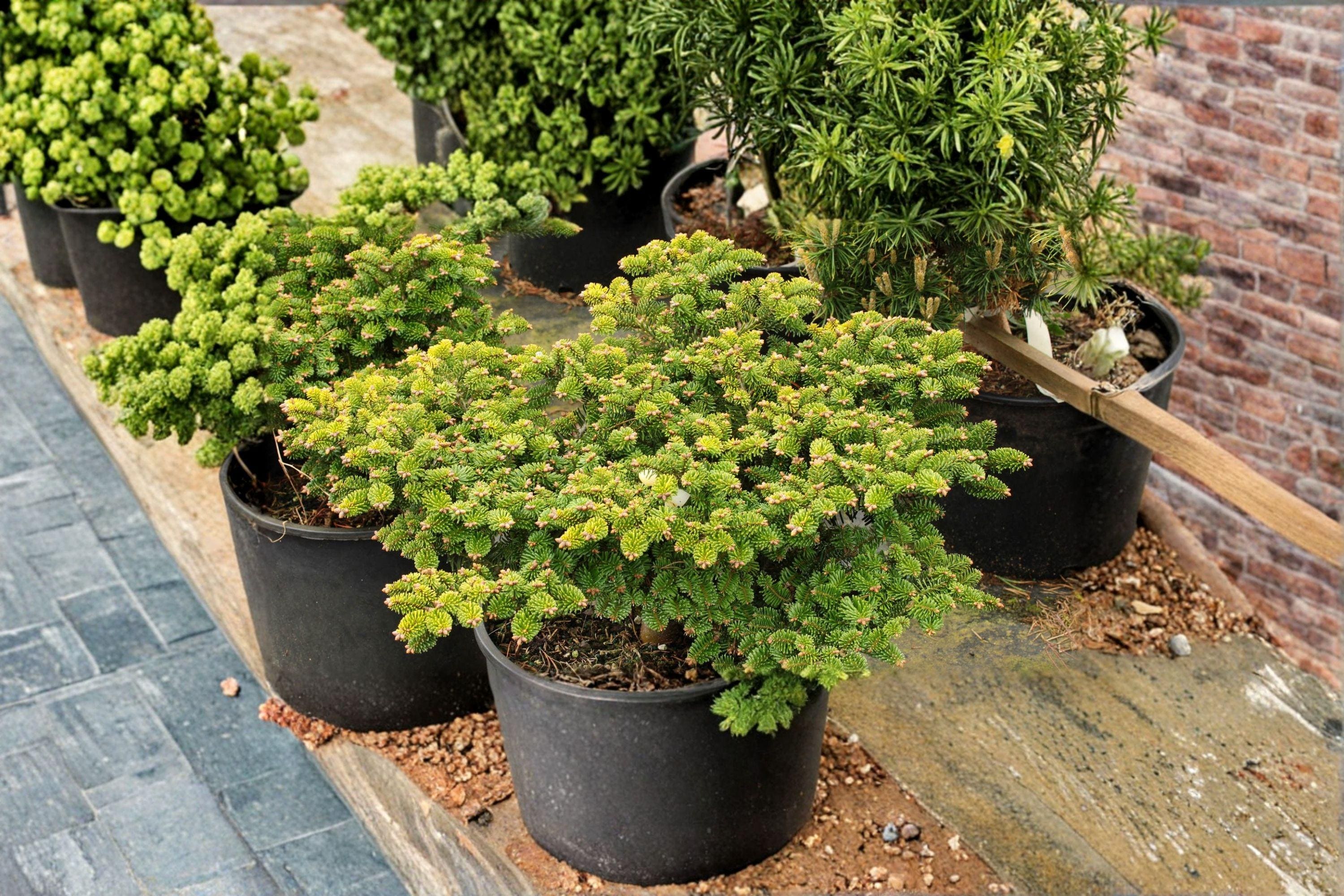 European Silver Fir Seeds – Abies alba, Fragrant Evergreen Conifer (10 Seeds)