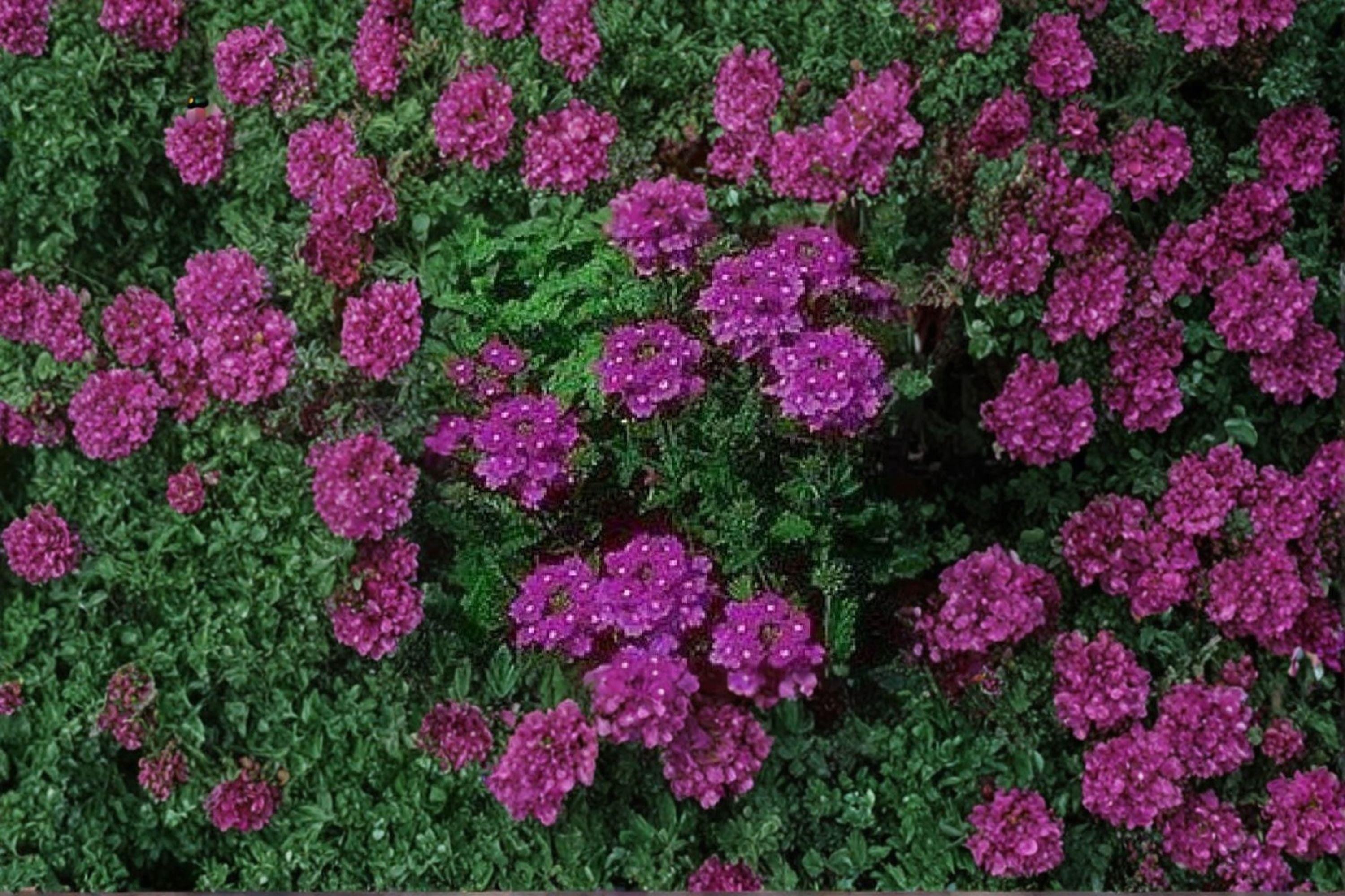 Moss Verbena – Verbena tenuisecta 100 Seeds | Spreading Annual | Purple Ground Cover | Heat Tolerant Blooms