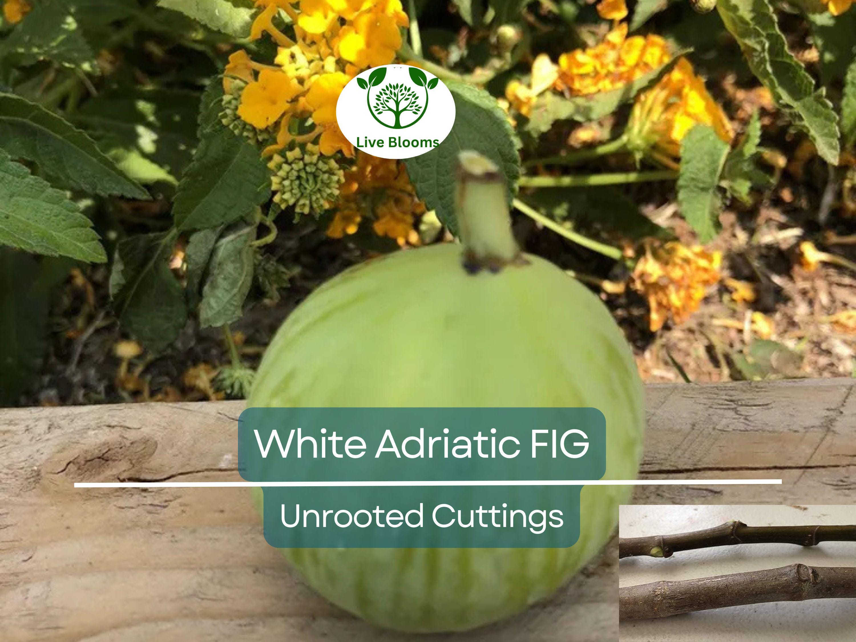 5 White Adriatic Fig Unrooted Cuttings 6-8" - Ficus carica - Sweet, Delicious Fresh Figs for Propagation & Home Gardens