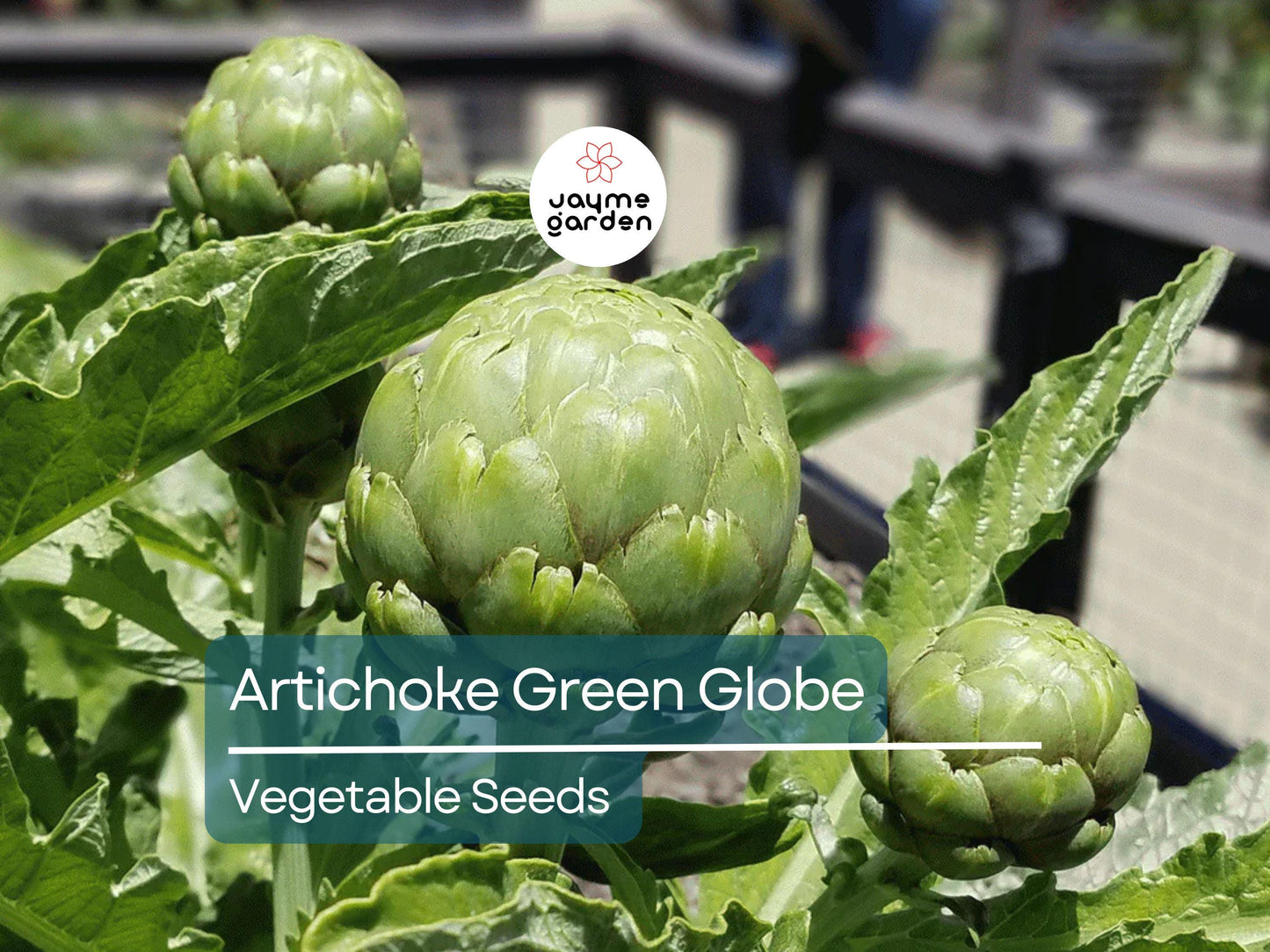 500mg Artichoke Seeds for Planting - Green Globe Variety - Heirloom Edible Perennial for Gardens, Containers, & Landscaping
