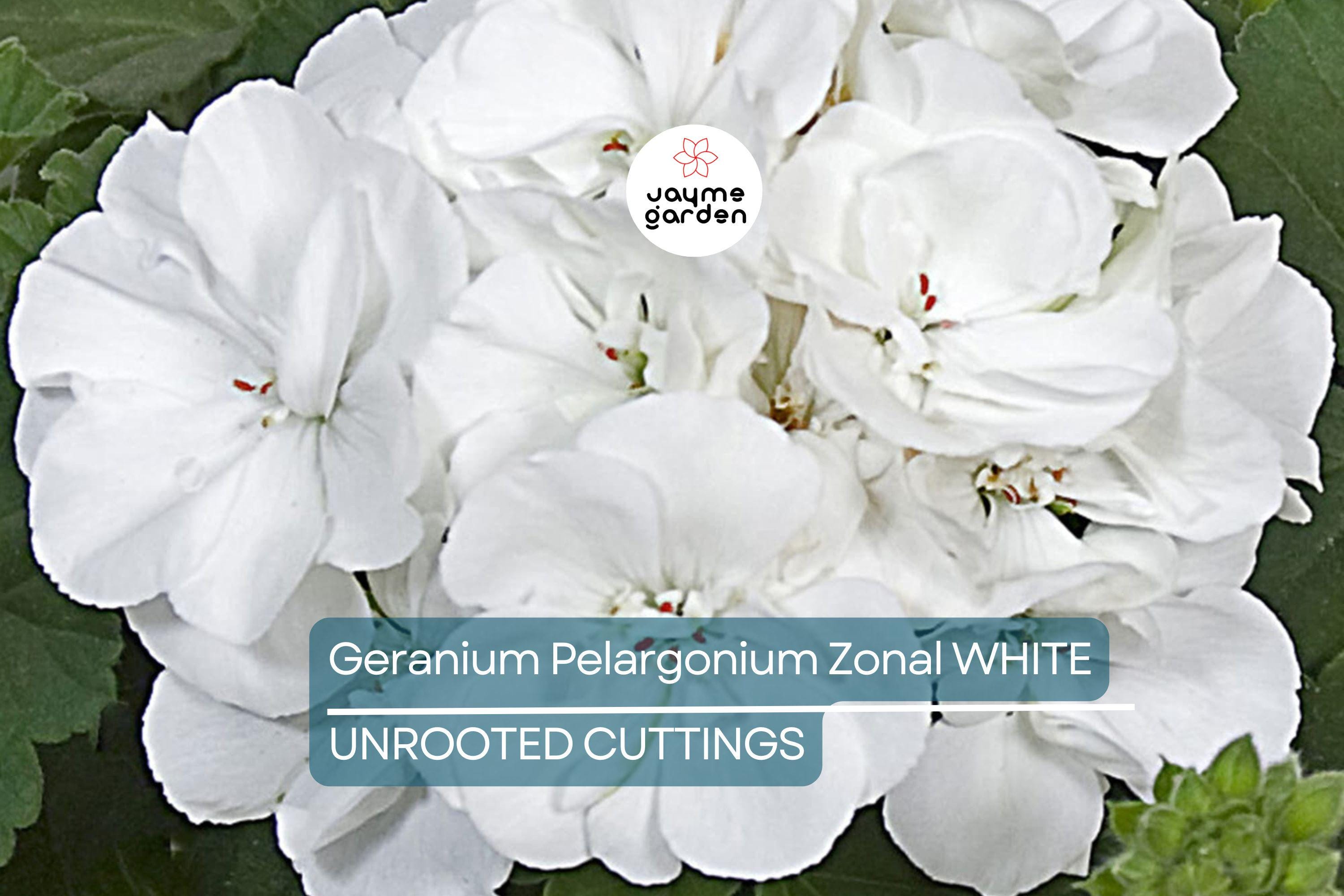 White Zonal Geranium Cuttings - 6" Unrooted Live Plant, Fast-Growing, Flowering Perennial for Outdoor Gardens, USDA Zones 10-11