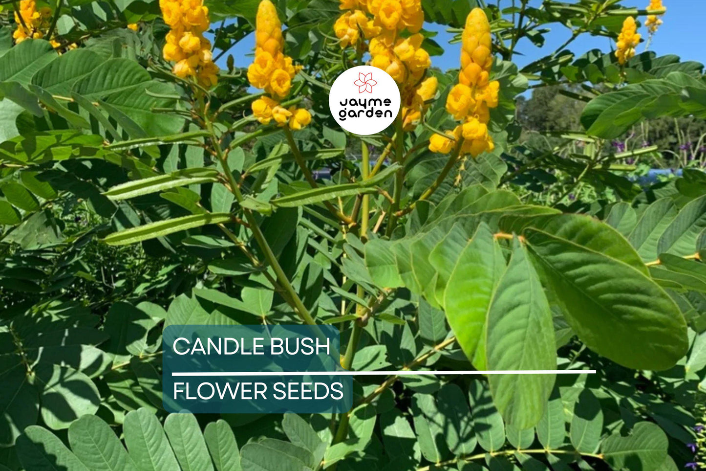 20 Candle Bush Seeds (Cassia Alata) – Fast-Growing Senna Tree, Butterfly Flower
