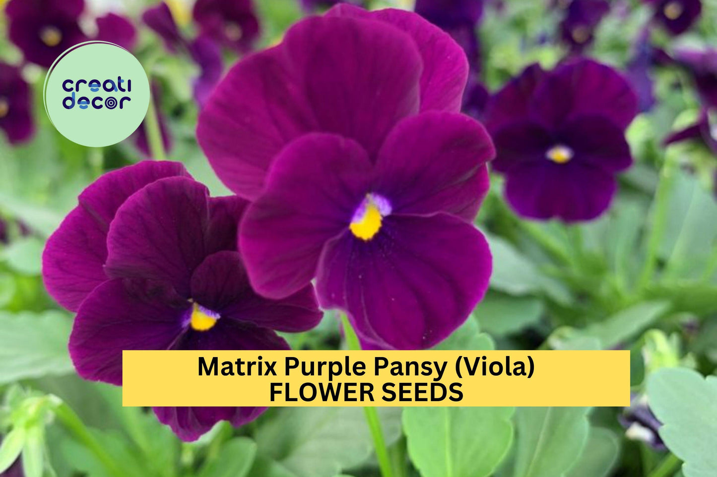 200+ Matrix Purple Pansy Seeds – Deep Violet Blooms for Garden Planting, Cold-Hardy Flowers for Borders, Beds & Pots – USA
