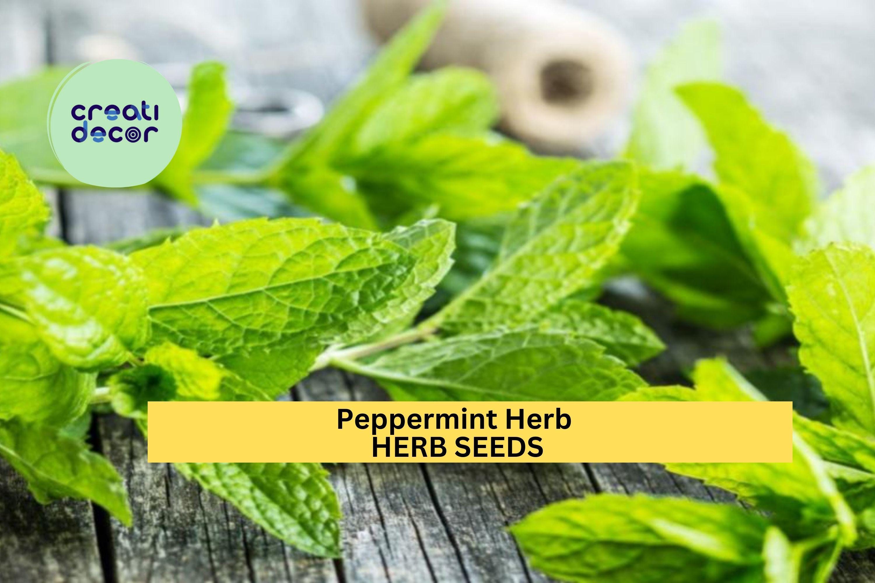 3pcs of 30mg Peppermint Herb Seeds – Strong Aromatic Mint for Tea, Cooking & Remedies – Easy to Grow Seeds for Planting Indoors or Outdoors