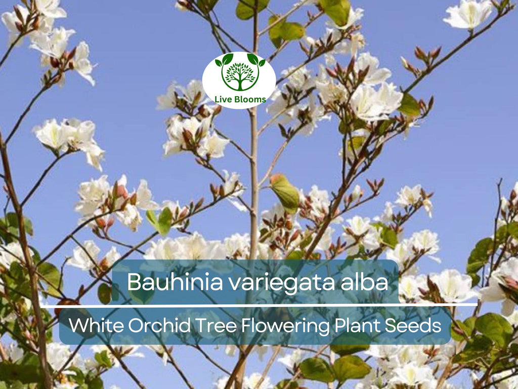 10 Seeds Bauhinia Alba – White Orchid Tree (Bauhinia variegata alba) | Stunning Flowering Plant for Planting