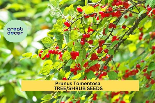 10seeds Prunus tomentosa – Nanking Cherry Shrub Seeds for Edible Hedges, Flowering Borders, or Wildlife Gardens Seeds for Planting